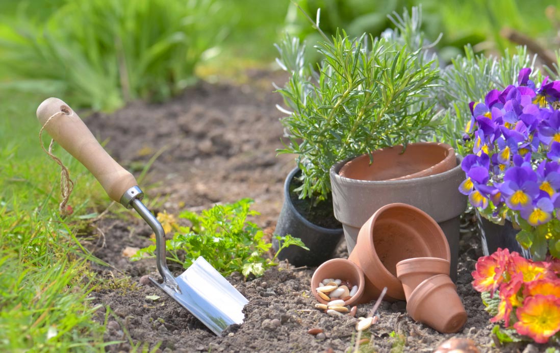 Que planter en juin : les plantes parfaites à découvrir