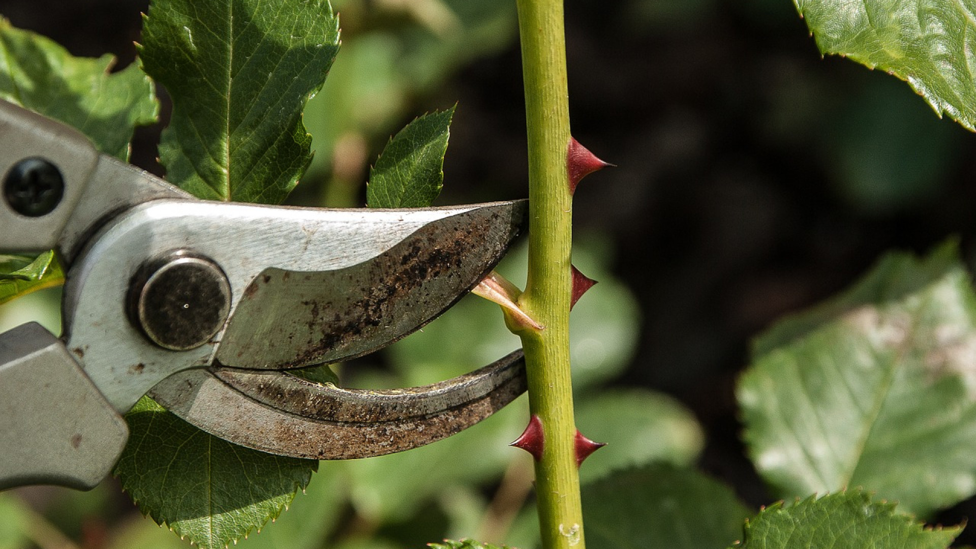 Quels outils pour un jardinage réussi ?