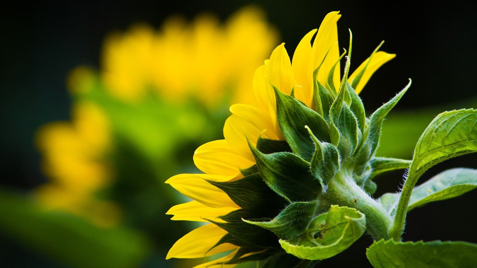 Comment aménager un jardin ?