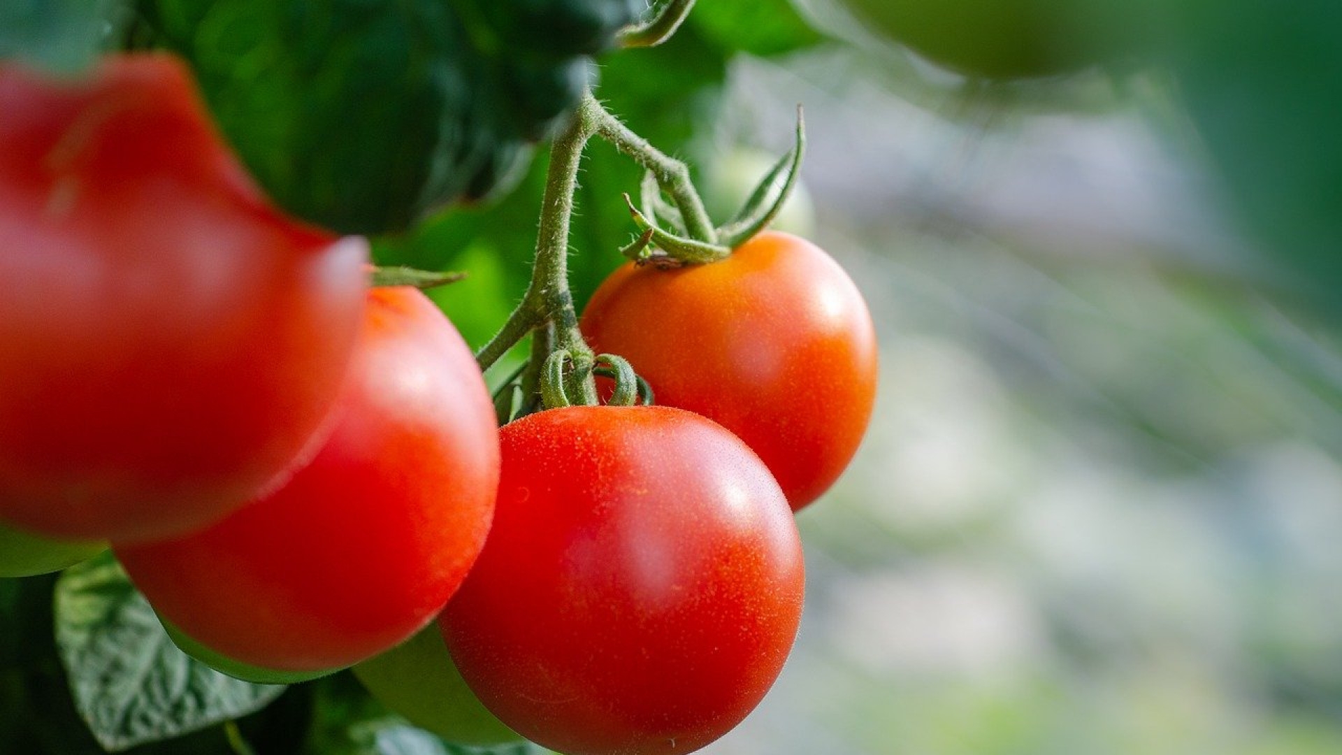 Pourquoi utiliser de l'engrais naturel pour les tomates ?