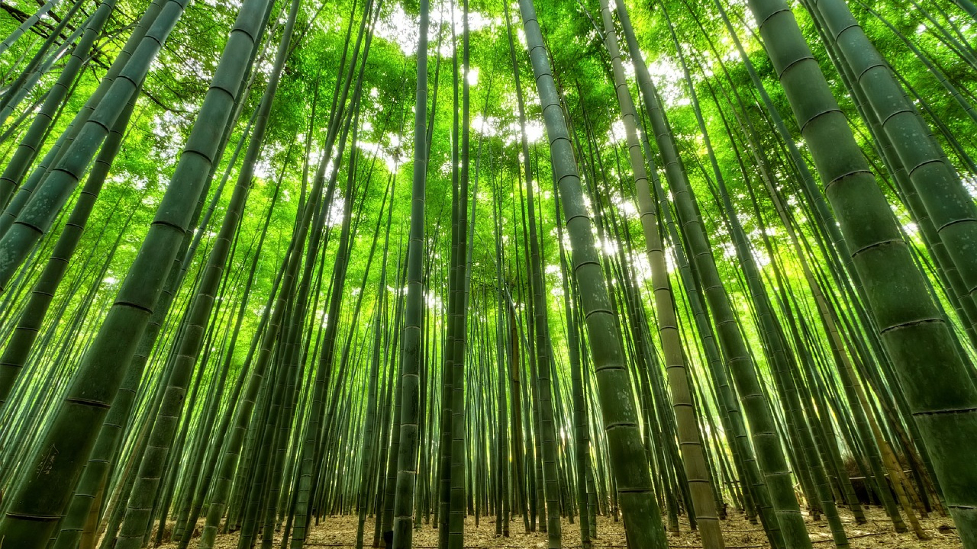 Les 5 variétés de bambou les plus populaires pour l'aménagement paysager