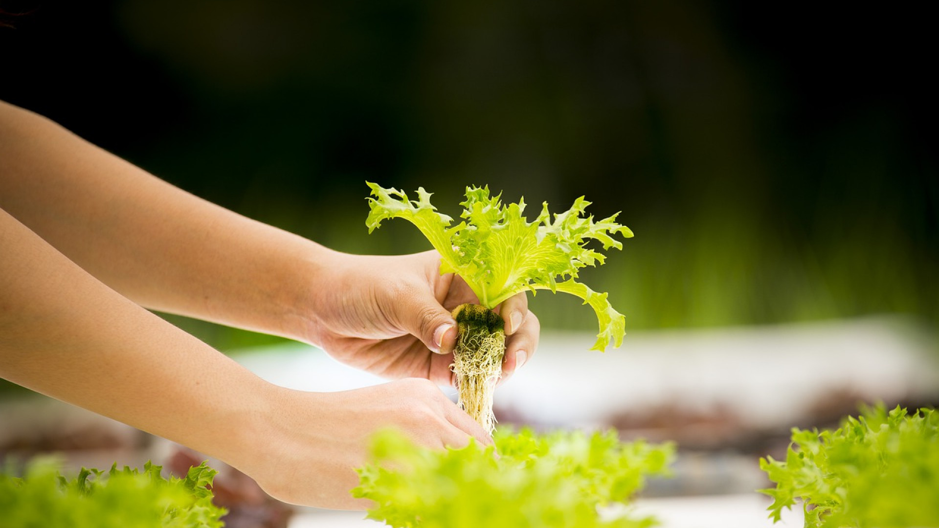 La culture intérieure et le matériel hydroponique : une révolution pour votre jardin